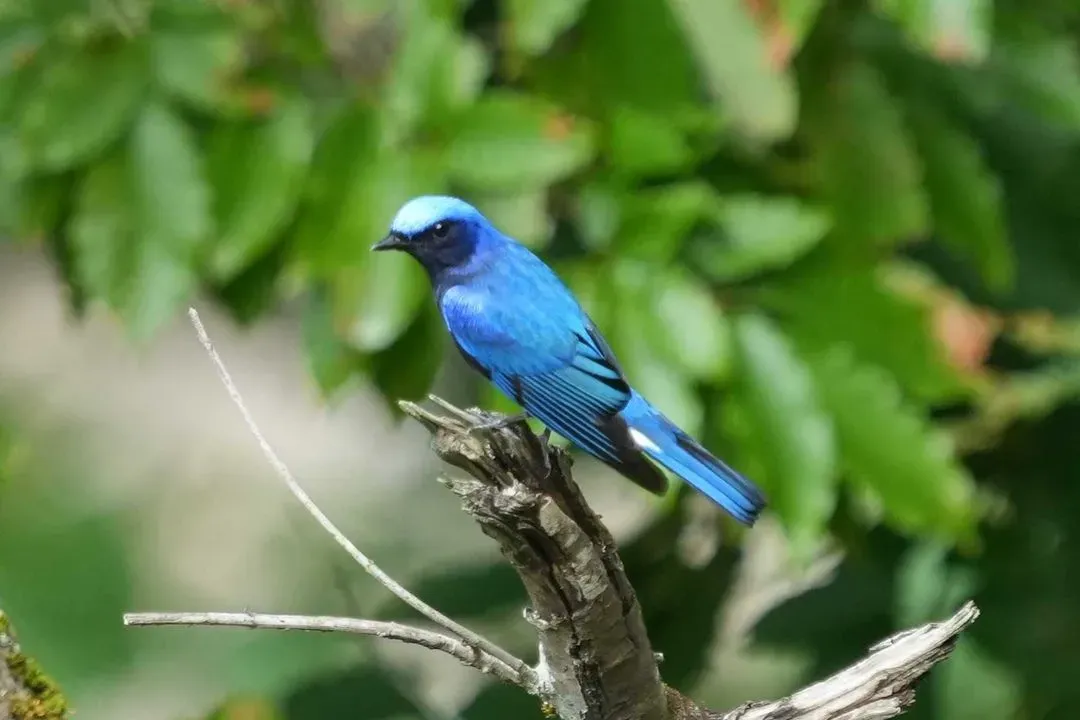 Species Image