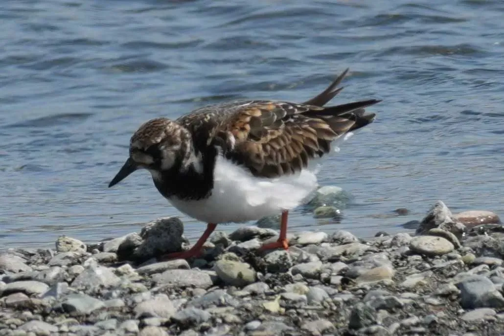 Species Image