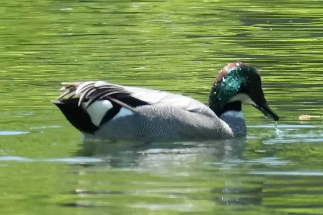 Species Image