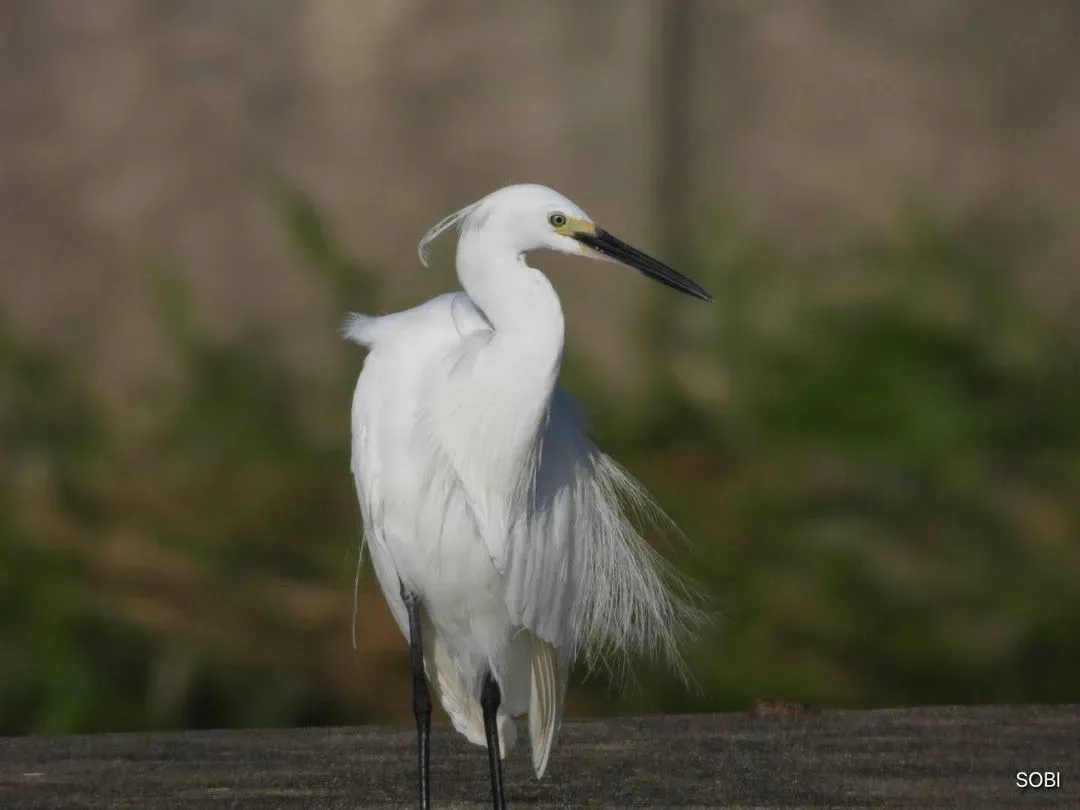 Species Image