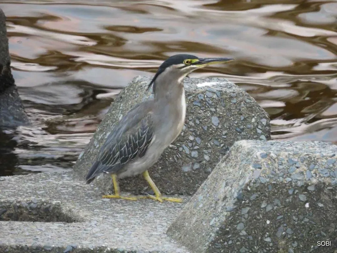 Species Image