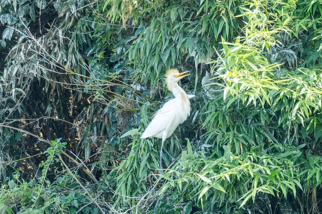 Species Image