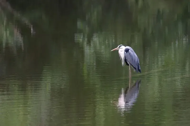 Species Image