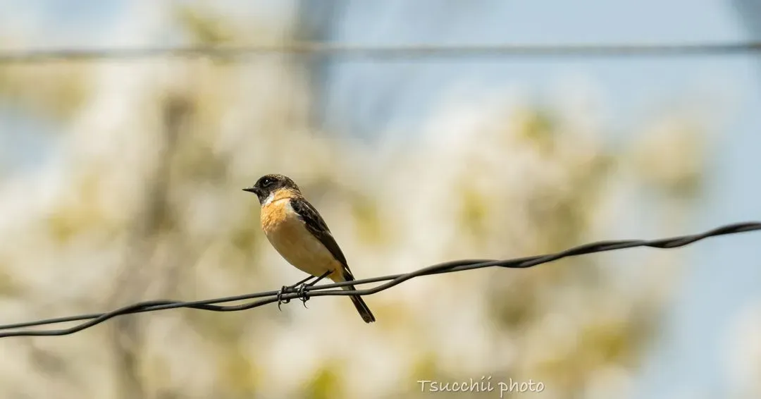 Species Image
