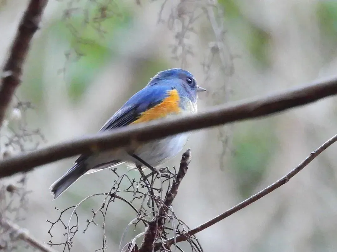 Species Image