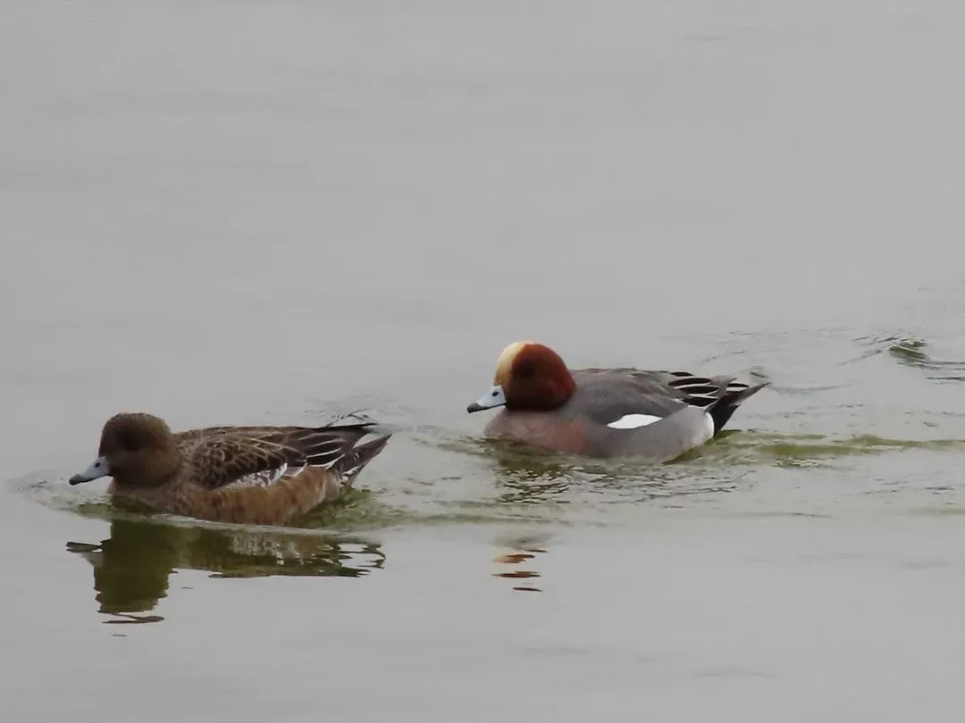 Species Image