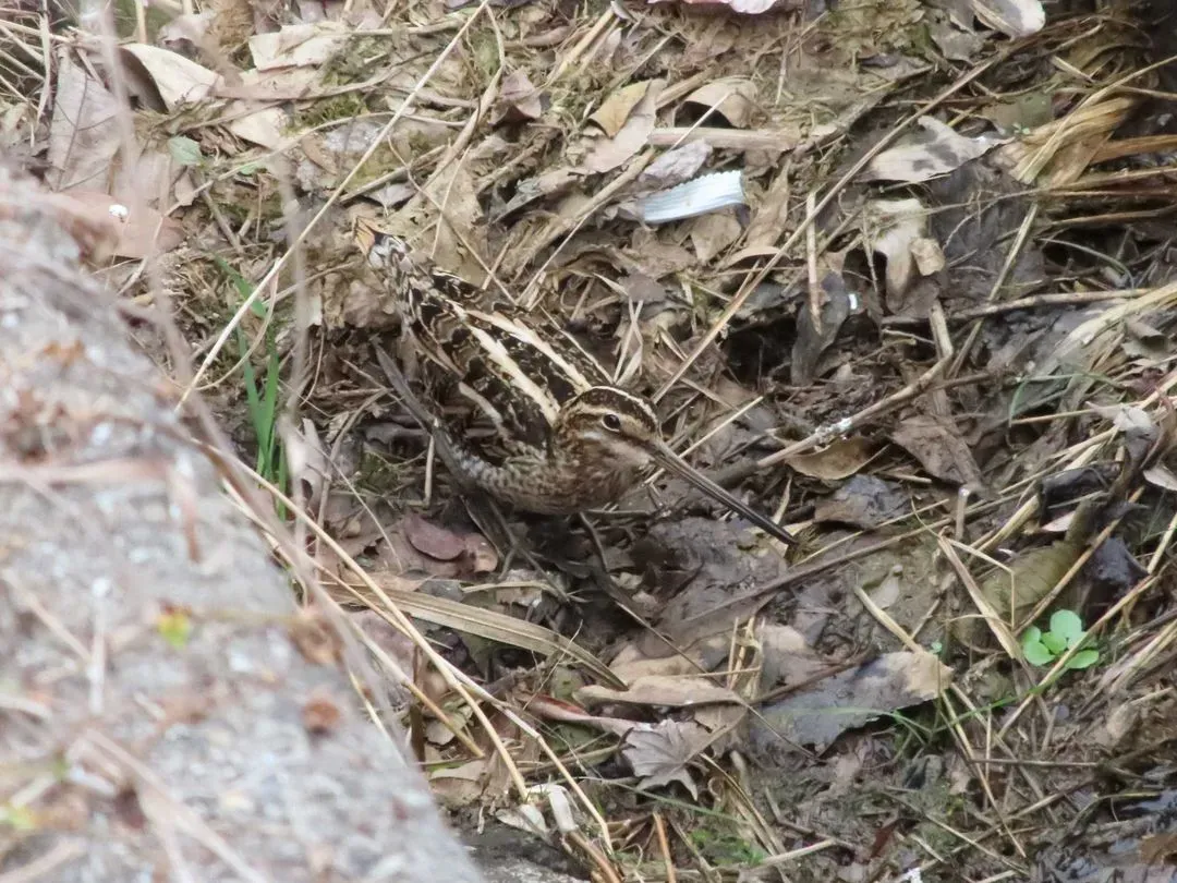 Species Image