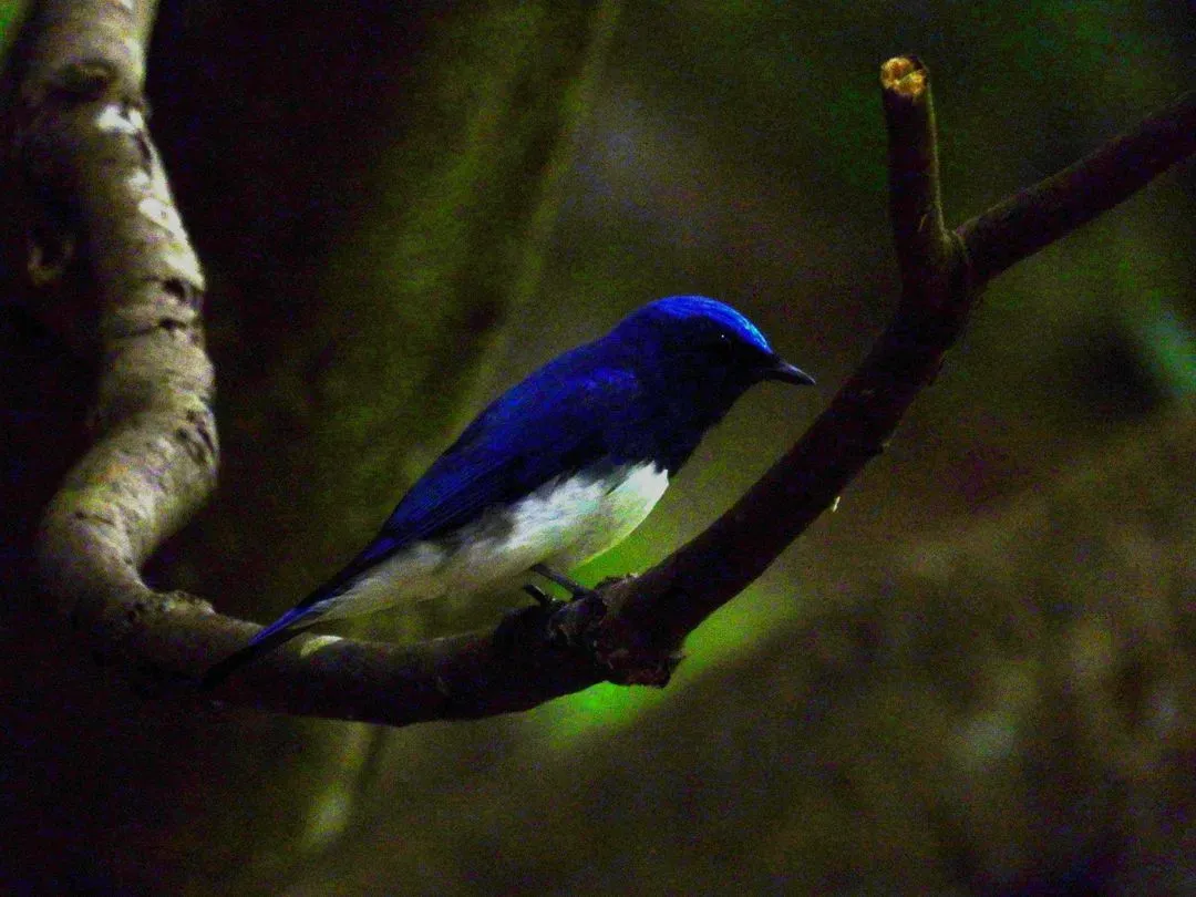 Species Image