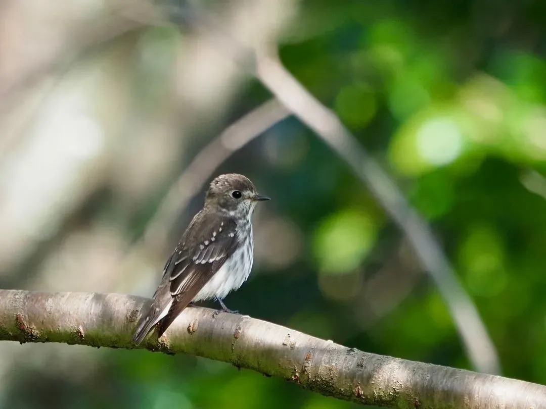 Species Image