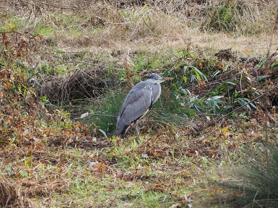 Species Image