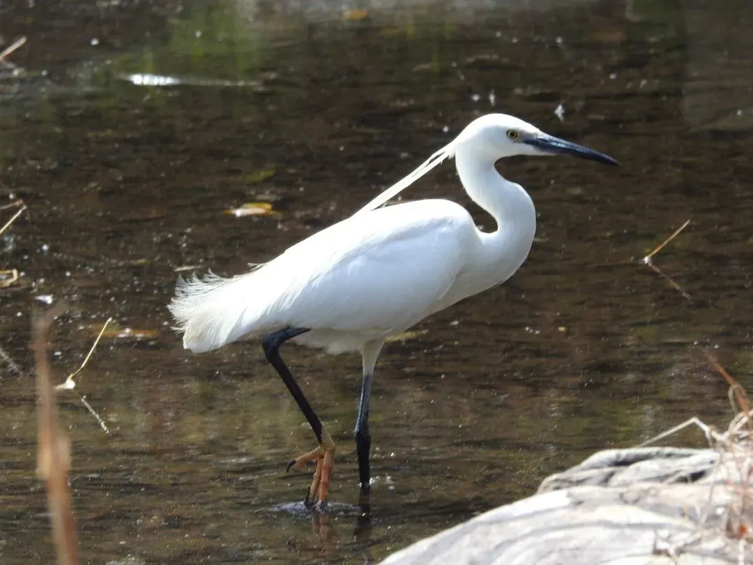 Species Image
