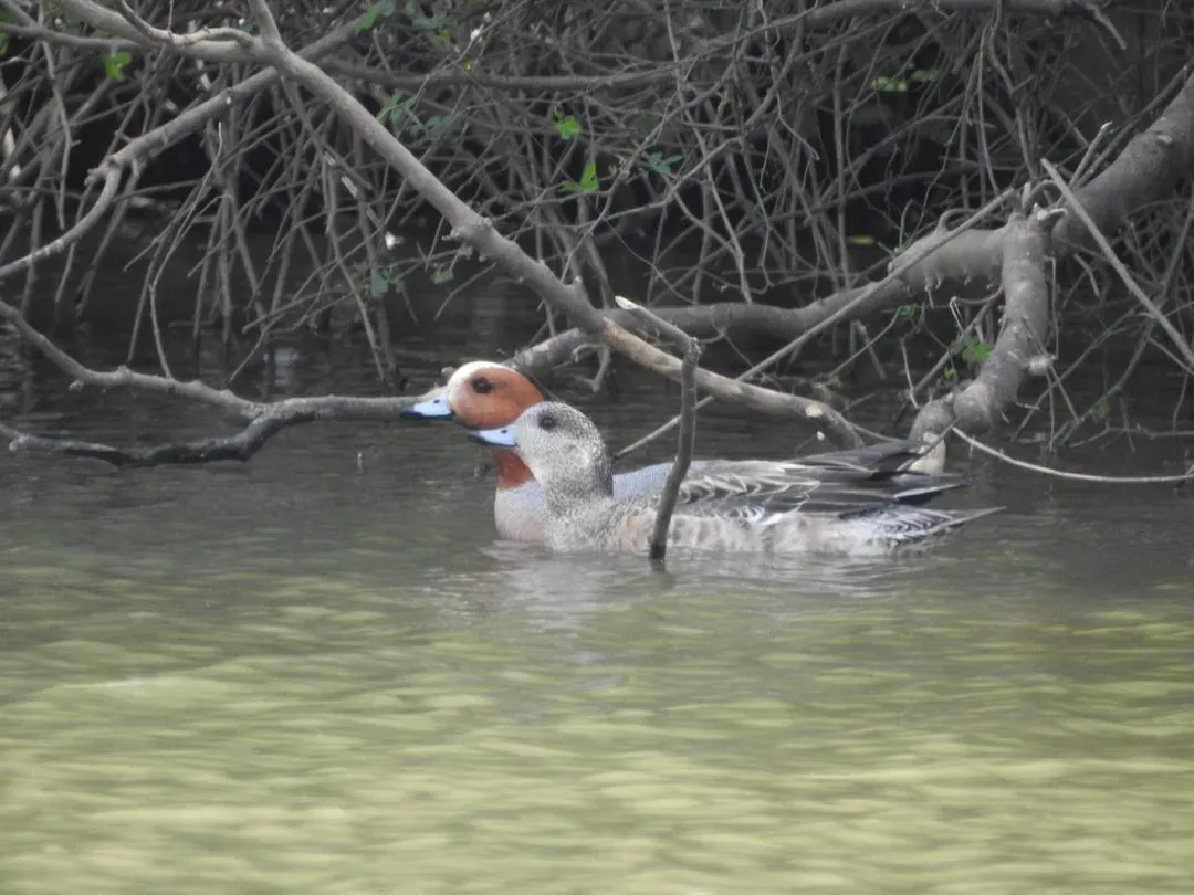 Species Image