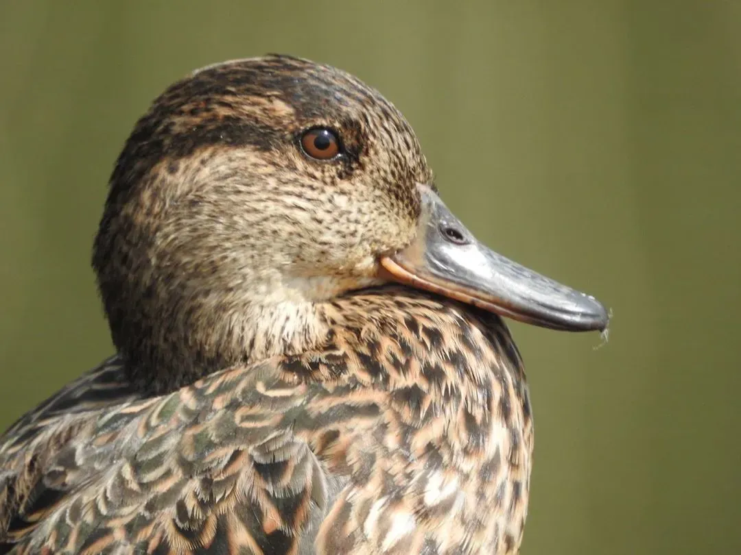 Species Image