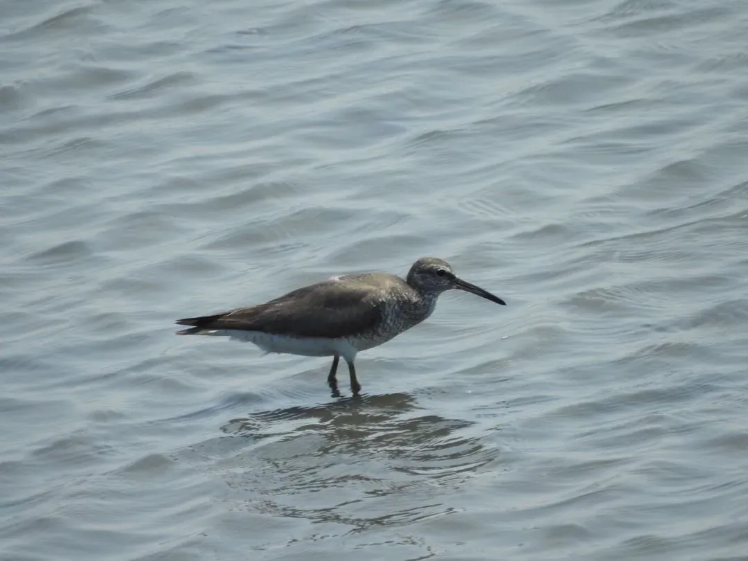 Species Image