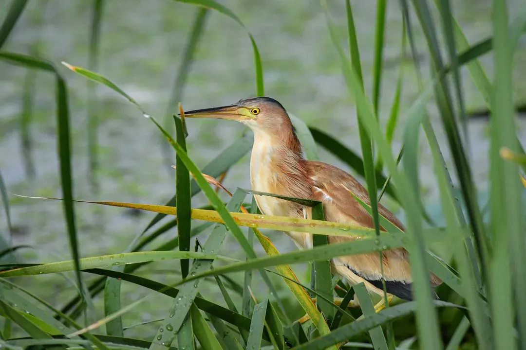 Species Image