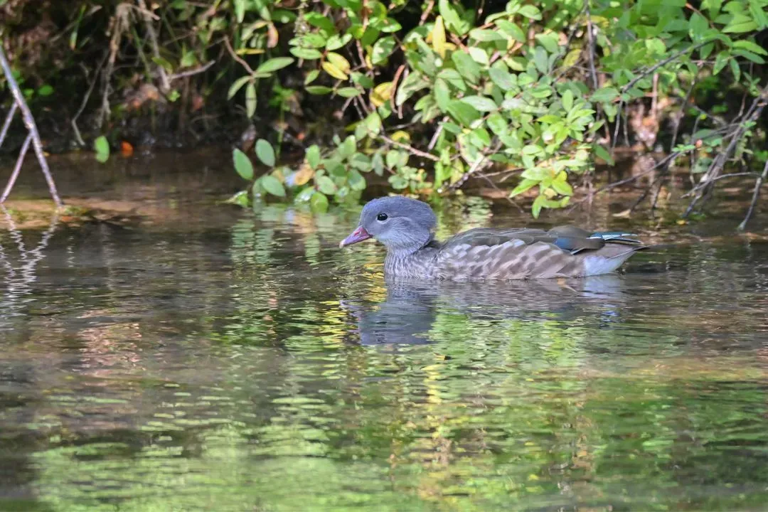 Species Image