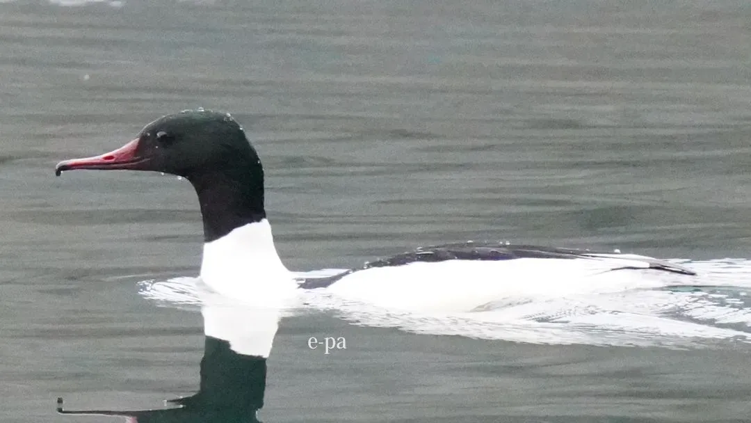 Species Image