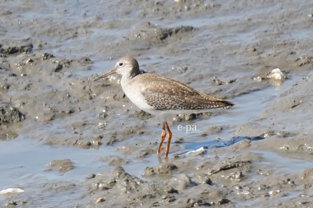 Species Image