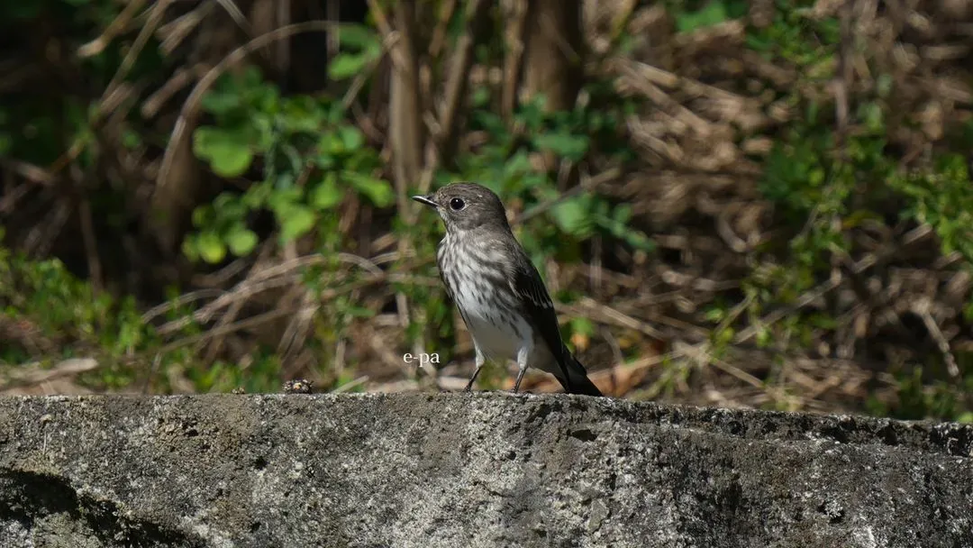 Species Image