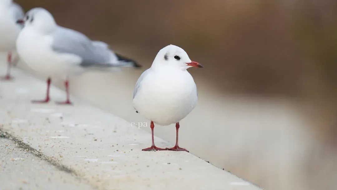 Species Image