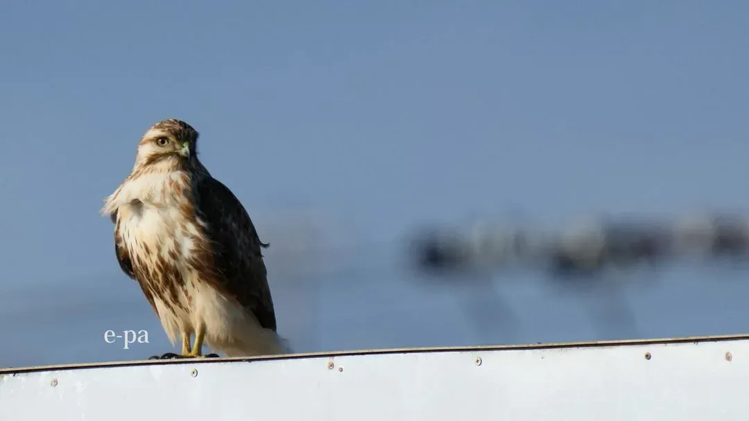 Species Image