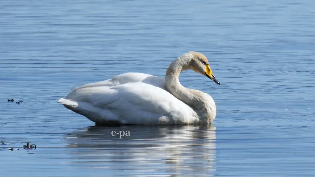 Species Image