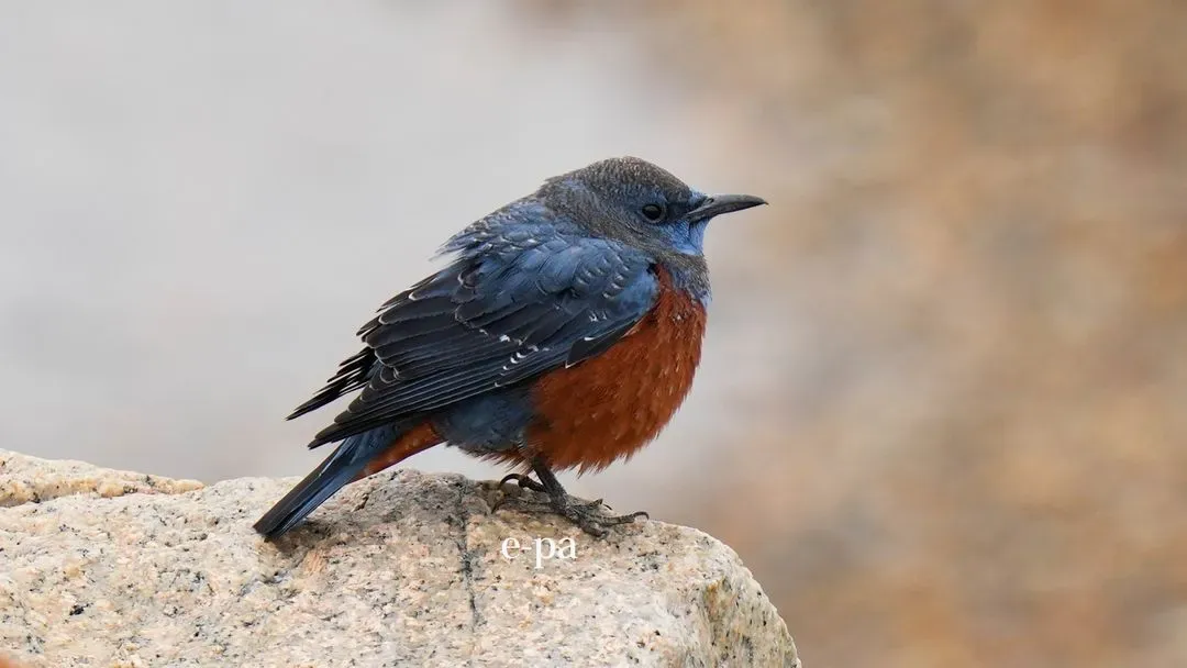 Species Image