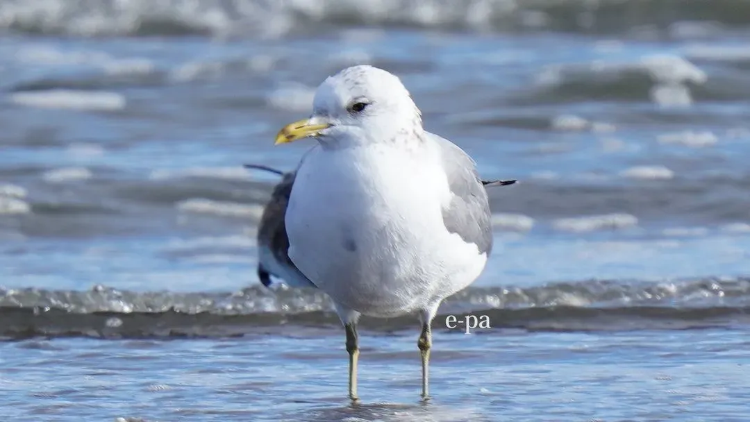 Species Image