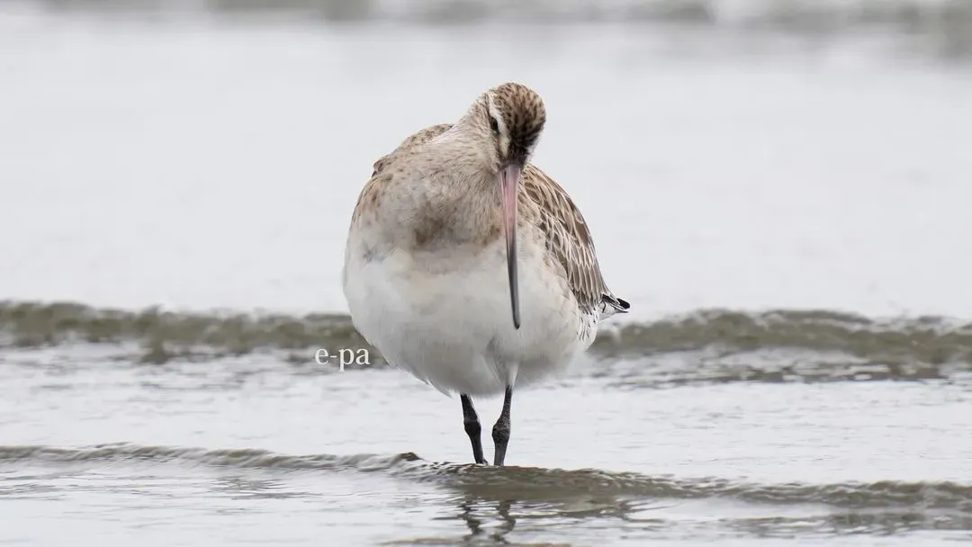 Species Image