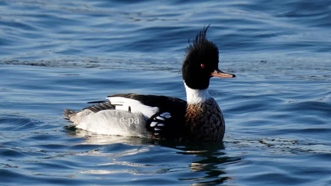 Species Image