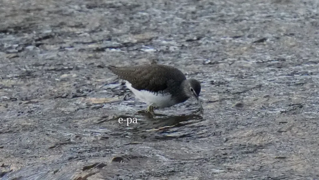 Species Image