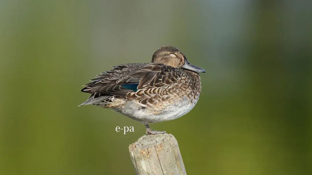 Species Image