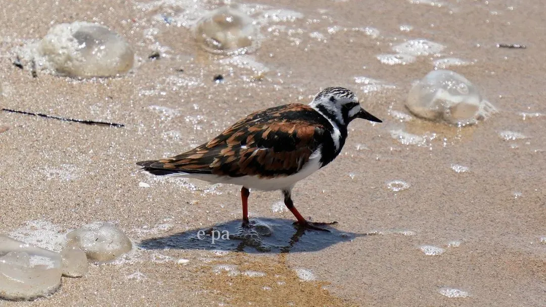 Species Image