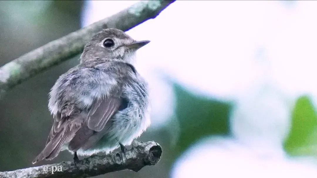 Species Image