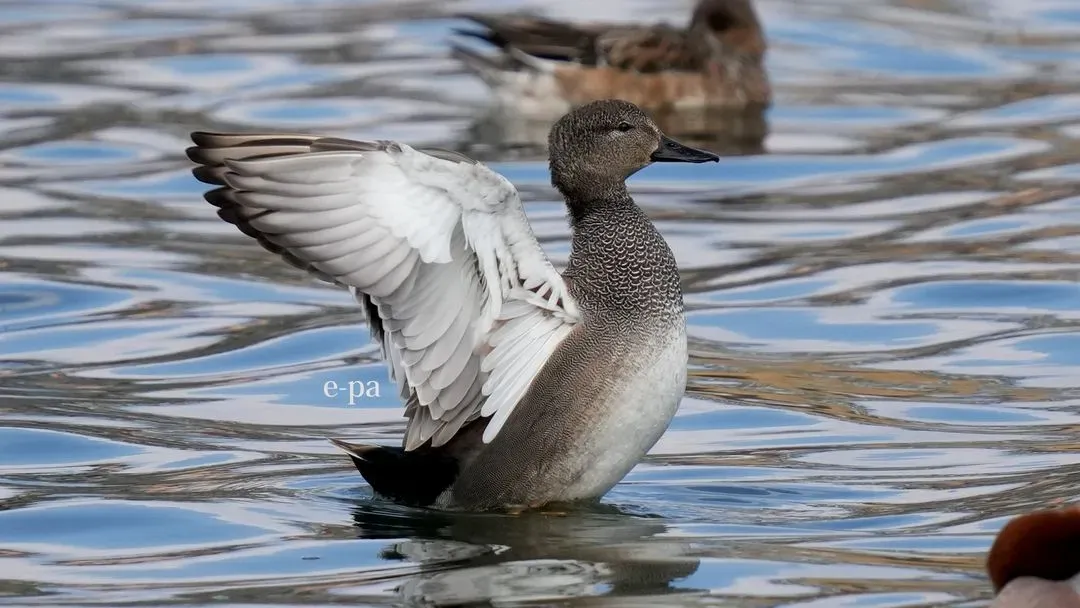 Species Image