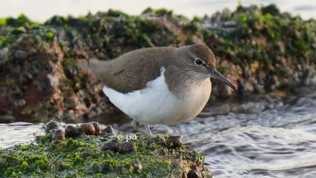 Species Image