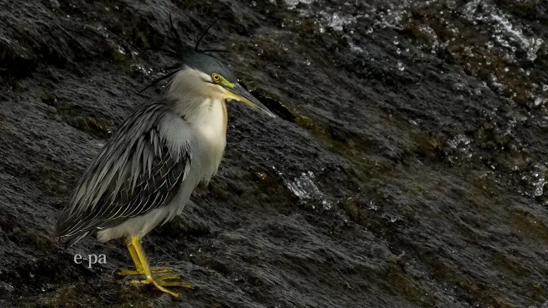 Species Image
