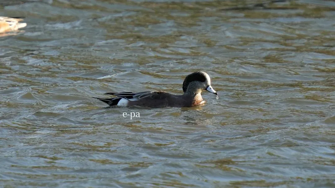 Species Image