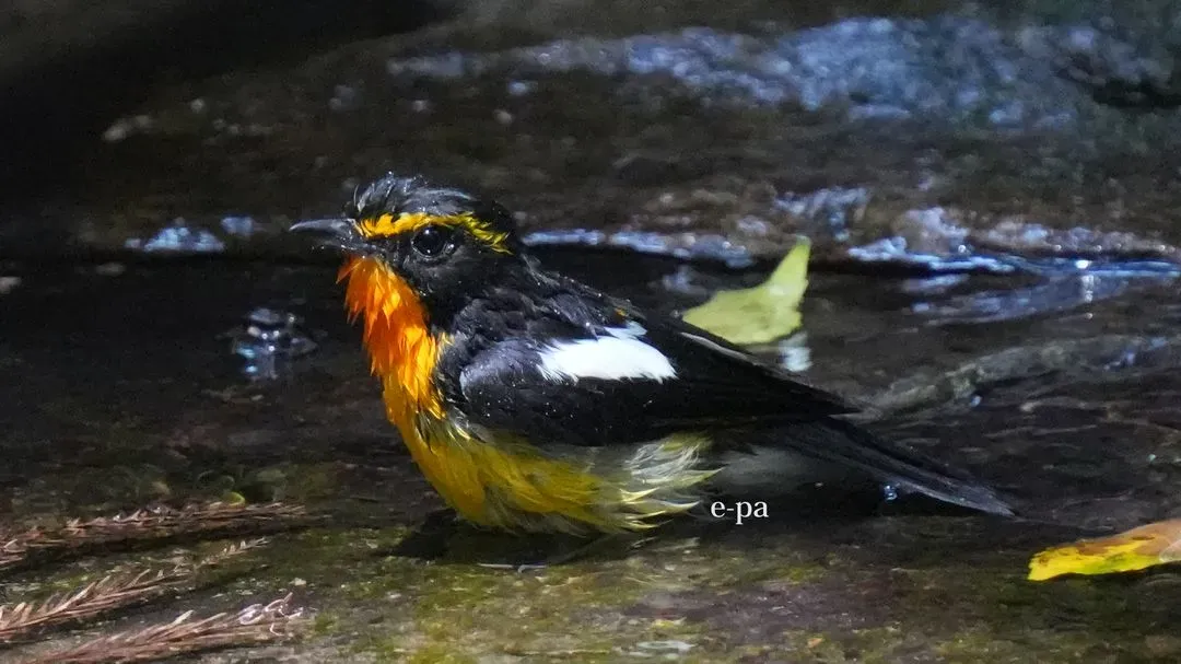 Species Image