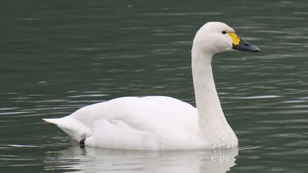 Species Image