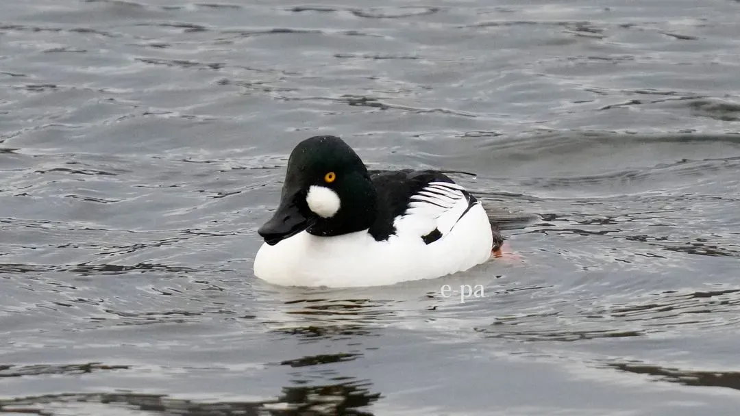 Species Image