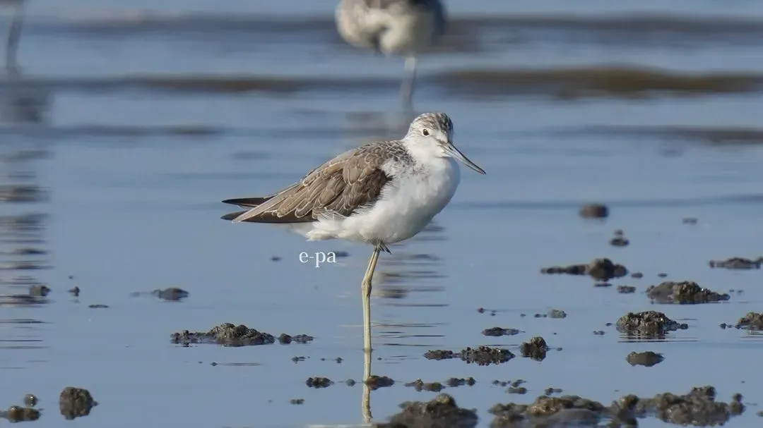 Species Image
