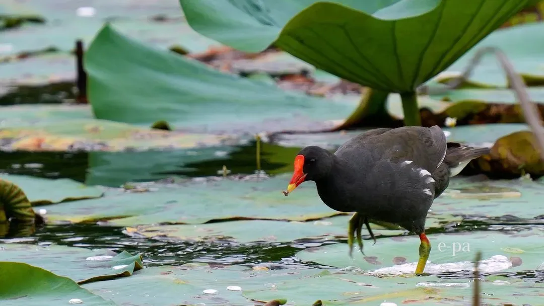 Species Image