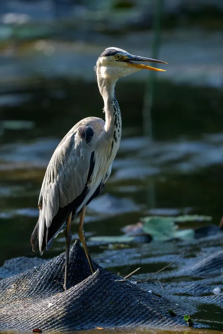 Species Image