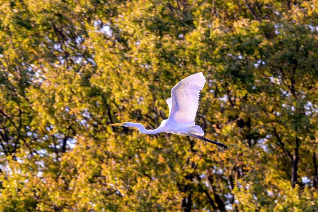 Species Image
