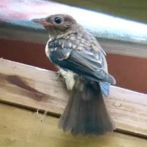 Species Image
