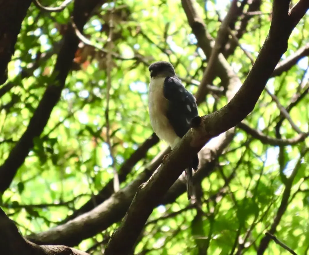 Species Image