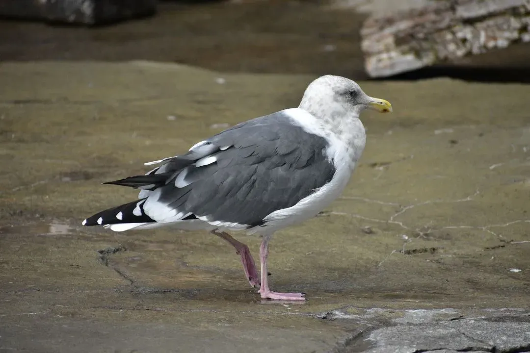 Species Image