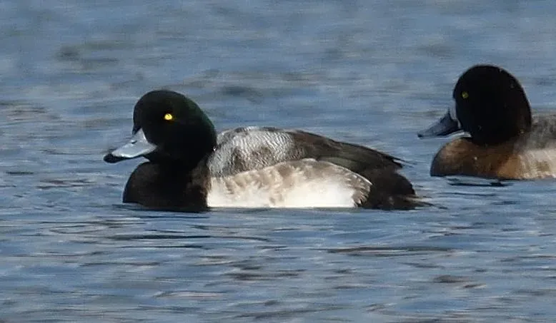 Species Image