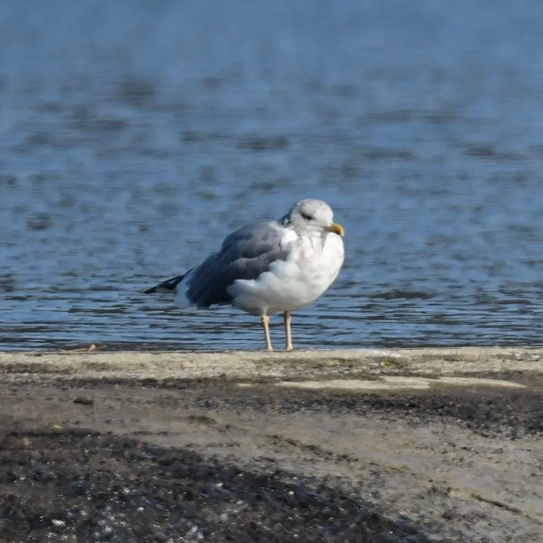 Species Image